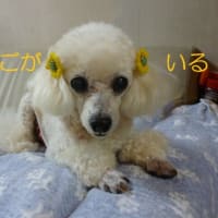 梅雨なのに晴れて今日も蒸し暑い～ ヾ(;´▽｀A``　台風のたまごにトカラ列島の群発地震…