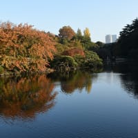 素晴らしい新宿御苑の紅葉