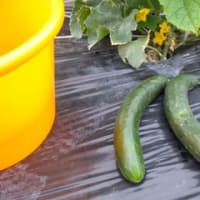 我が家の夏野菜一番に収穫は胡瓜でした
