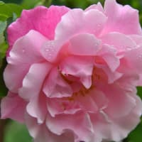 庭で花を楽しむゴールデンウィーク つるバラ ブルームーン咲く