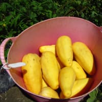 バナナマクワウリの植え付け