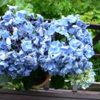 五日目 紫陽花枯れる 喫茶 紫陽花