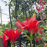 我が家の百合の花達
