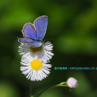 春から初夏にかけてバタフライガーデンに訪花した蝶