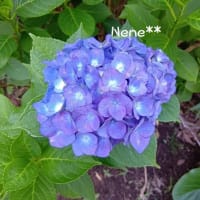 紫陽花の季節