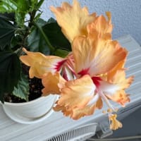 ハイビスカスの夏