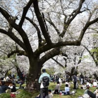 小石川植物園　桜の下でさくら見物の人たち　　　　26