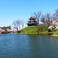 高田城址公園の桜。雪山と桜のコラボ。