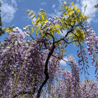 藤の花