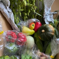 新潟の野菜が大量に届いた！これで1,680円はびっくり。。
