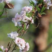 「天の川/あまのがわ×5枚。」