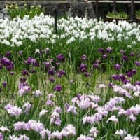 奈良県営「馬見丘陵公園のハナショウブ・２０２５」