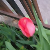 三寒四温か＿