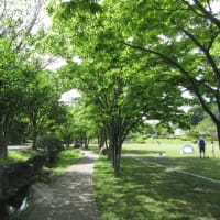 広々公園　ヤマボウシの小道