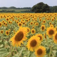 三国町池上ひまわりパークb