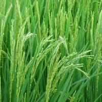 面白いもの