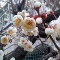 安倍政権　韓国親派の官僚に屈するのか　しっかりせよ
