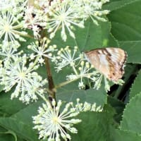 涼を求めて美ヶ原高原（2）。百花繚乱のお花畑と、王ヶ頭、王ケ鼻からの眺め、アサギマダラ。