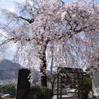 花井寺（かせいじ）のしだれ桜～大月市（回想）