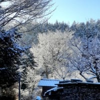 雪桜、咲く