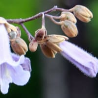 うす紫色の桐の花