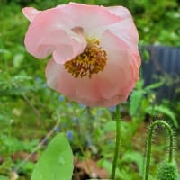 そろそろ紫陽花の季節ですね。