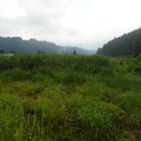 まだ梅雨なんだ