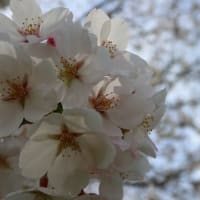 満開の桜🌸巡り