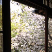 山桜が咲きました～春の京都秘宝秘仏の特別公開