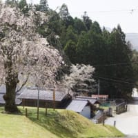 黒田の百年桜と常照皇寺の枝垂れ桜