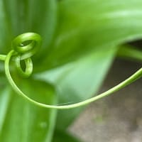グロリオサは葉の先が