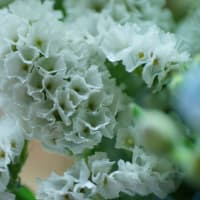●我が家の５月の花（13）　アヤメ　ユキノシタ　ヒペリカム・アンドロサエマム　コデマリの花後　母の日の花束