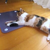 「猫は液体動物だから」