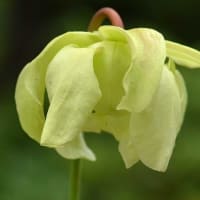 鉢植えの食虫植物（１）サラセニア  ａ、フラバ