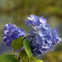 21世紀の森の紫陽花②