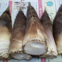 タラの芽遅かった
