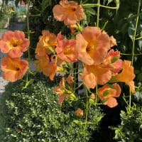 凌霄の花
