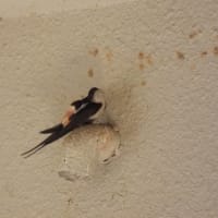 夏鳥の腰赤燕