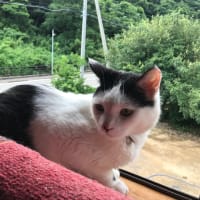 心置きなく草取り