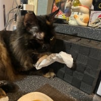 看板猫がいるお店で猫飲み スナック子猫さん 予告編 (2506)