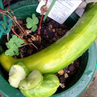 プランター菜園