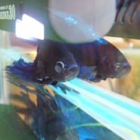 ピンホール３連発 T T ベタな日々