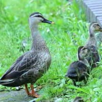 陸に上がったよ、カルガモの親子。