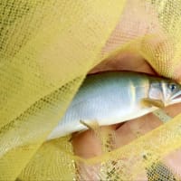 【釣】解禁日に空振って前日のリベンジに挑む　（2025/06/29　鮎　益田川）
