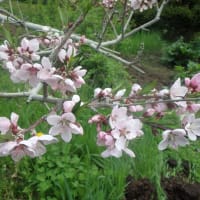 カボチャの種を蒔いた