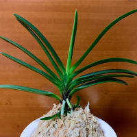 黄牡丹錦