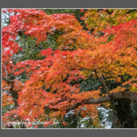 紅葉撮影旅