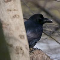 ハシブトガラス　巣材を集める