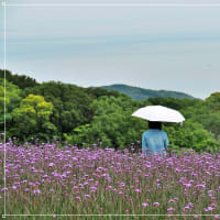 初夏の～あわじ花さじき～