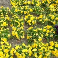 市の公園の花壇はすごい